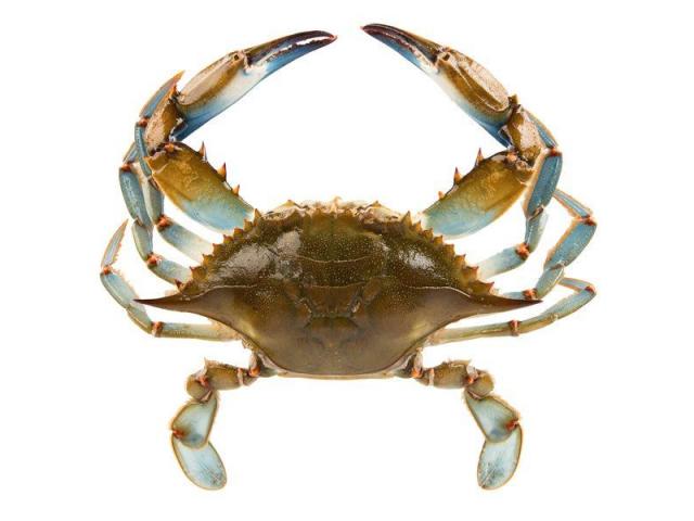 Live Blue Crab $25 a dozen in Fort Myers, Lee County, Florida